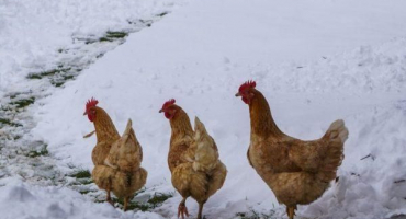 Návod, jak izolovat kurník na zimu vlastníma rukama